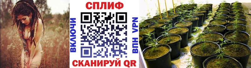 продажа наркотиков  Звенигово  mega вход  Шишки марихуана планчик 